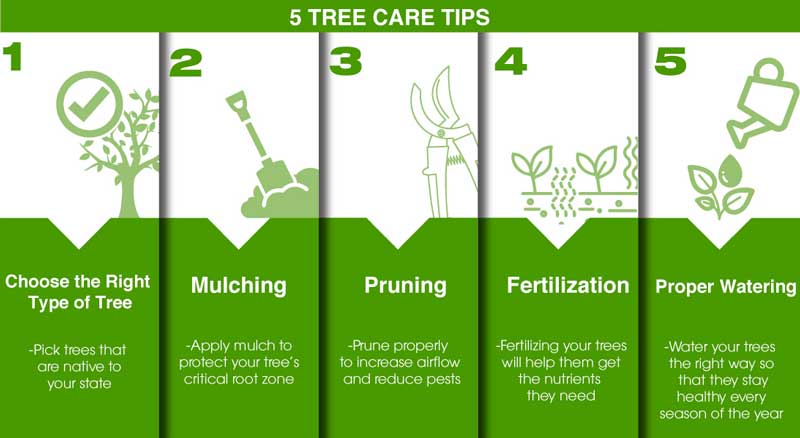 Follow These 5 Tree Care Tips for Much Healthier Trees