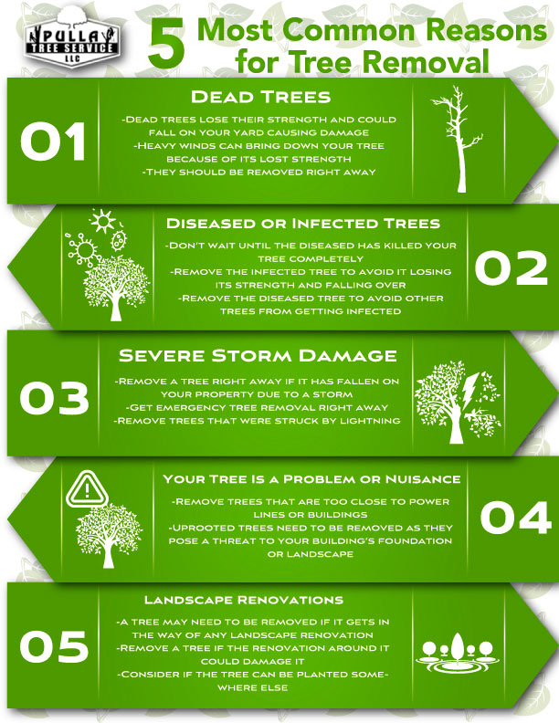 5 Reasons for Tree Removal: Beware of Your Tree's Condition