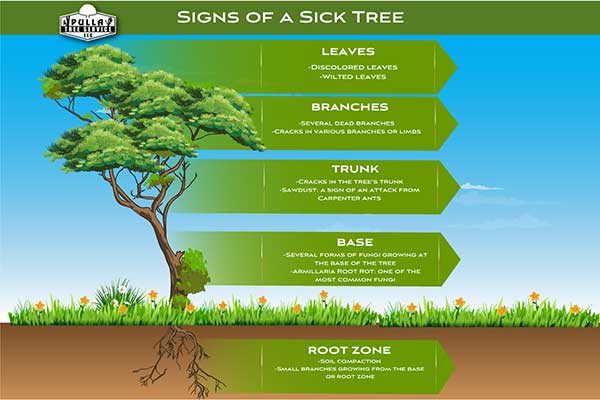 Healthy Trees: How to Tell if You Have Healthy Trees and Signs to Look For