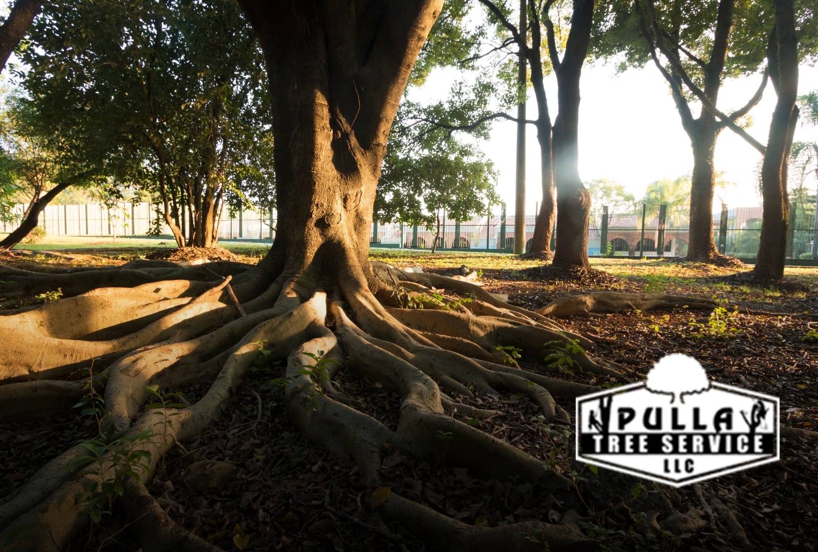 Pruning techniques to stop tree roots from sprouting naturally