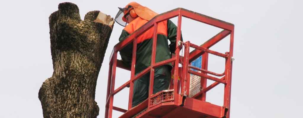 reasons for a tree removal
