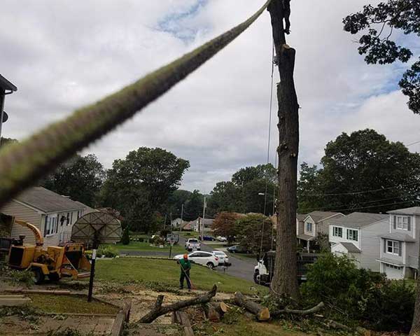 Affordable Tree Services in Fairfield, CT