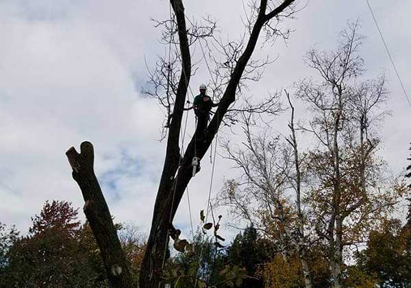 Count Us in for Your Tree Trimming in Greenwich CT