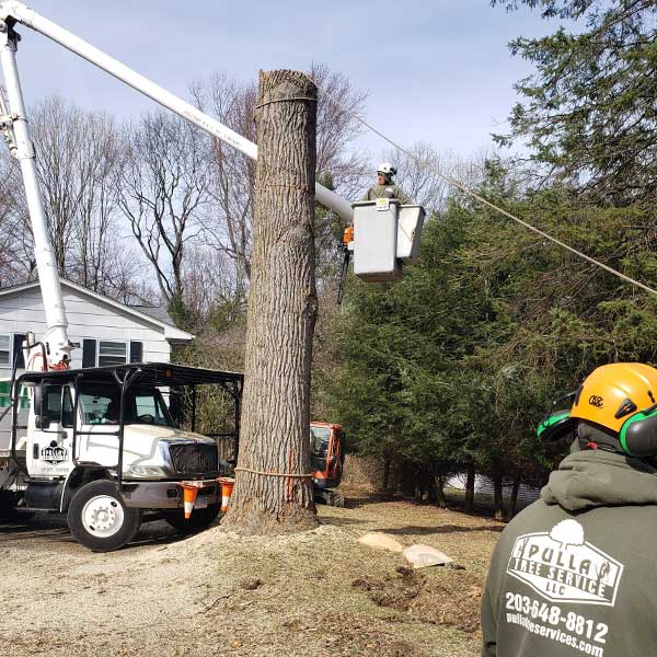 Get Professional Tree Removal in Greenwich CT with Pulla Tree Service LLC