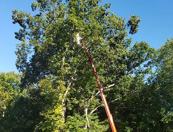 Get Professional Tree Services with Just One Call