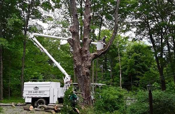 Get Professional Tree Services with Our Team by Your Side