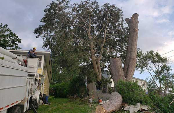 With Our Tree Removal You Save Both Your Money and Time