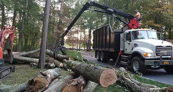 Professional Tree Removal in Fairfield