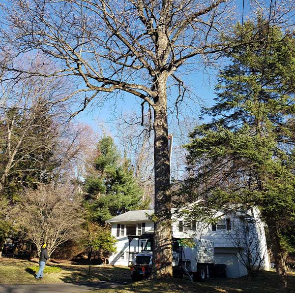 Need for Emergency Tree Service? We Are Your Best Choice!