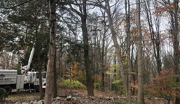 Professional Tree Removal Services in Connecticut
