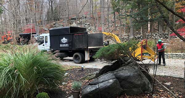 Professional Tree Removal Services in Newtown, CT