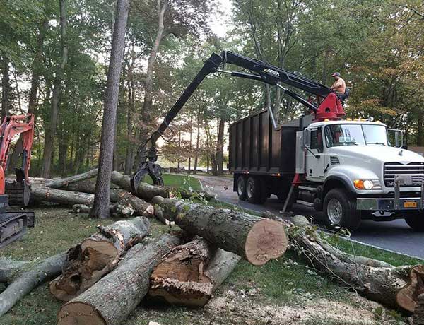 Get First-Rate Tree Removal in Stamford CT At Once!