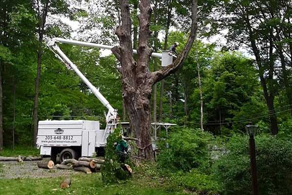 Professional Tree Services in Connecticut