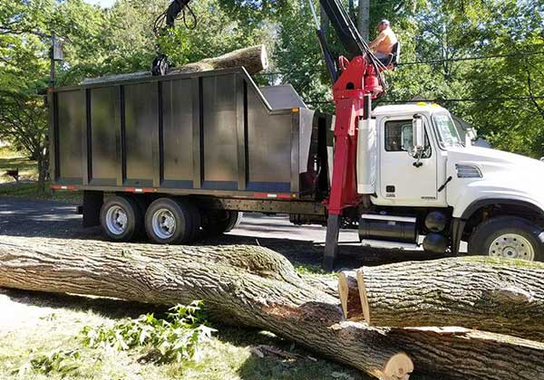 Professional Tree Services in Norwalk, CT