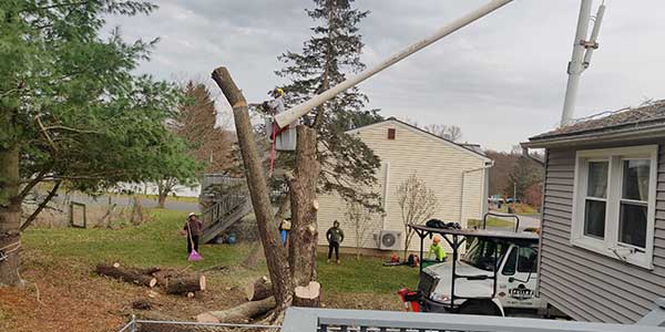 Have the Pros Handle Your Tree Removal in Westport CT