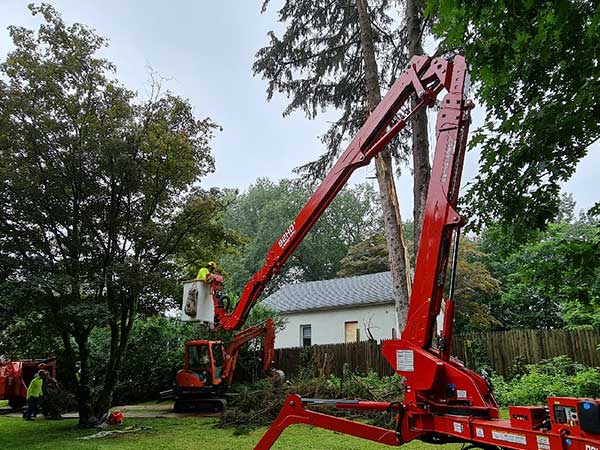 Have Specialized Arborists Handle Your Tree Trimming in Westport CT