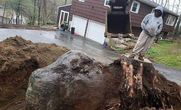 Safe Tree Removal in Shelton, CT