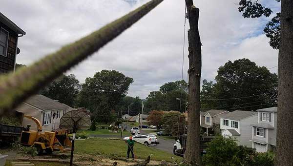 Tree Maintenance Services in Connecticut