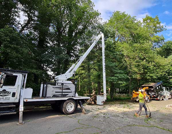 Get Top-Notch Tree Maintenance with our Tree Trimming in Westport CT