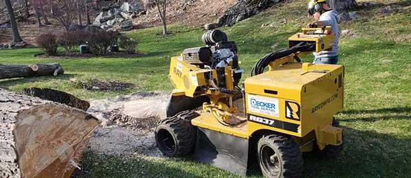 Tree Removal Services in Fairfield