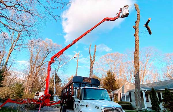 Tree Removal Services in Norwalk