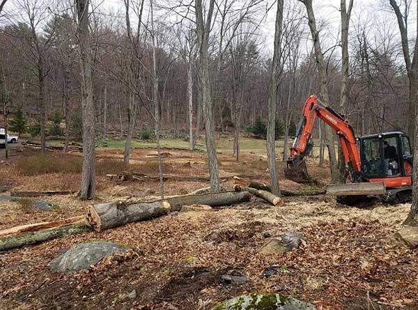 Have Our Tree Experts Handle Your Tree Removal in Stamford CT