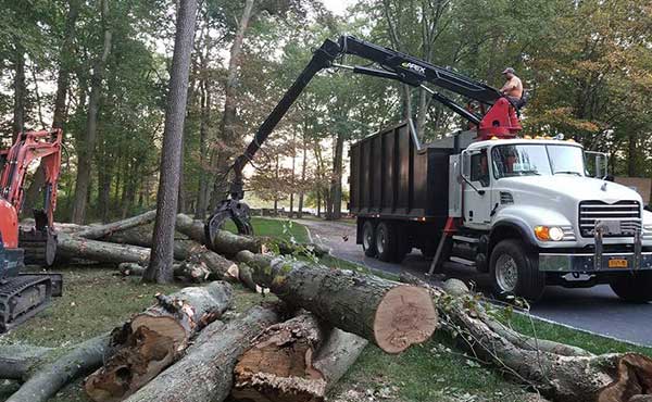 Get Impeccable Results with Our Tree Removal in Westport CT