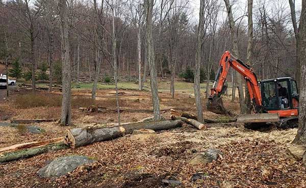 Tree Services in Fairfield, Connecticut