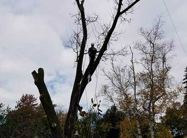 Tree Cutting in Stamford CT: Improve the Health of Your Trees!
