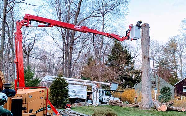 Tree Cutting Services in Connecticut