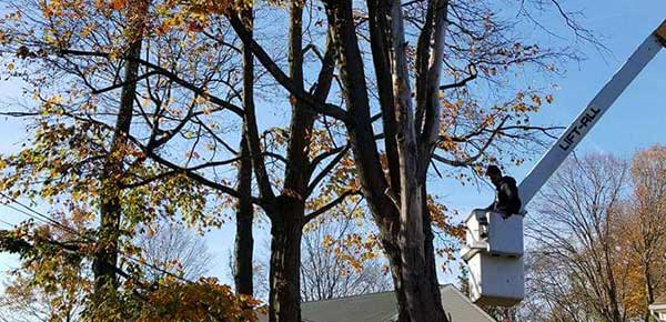Tree Cutting Services in Newtown