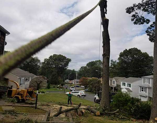 Tree Cutting in Stamford CT: Pulla Tree Service LLC Is Your Trusted Arborist!