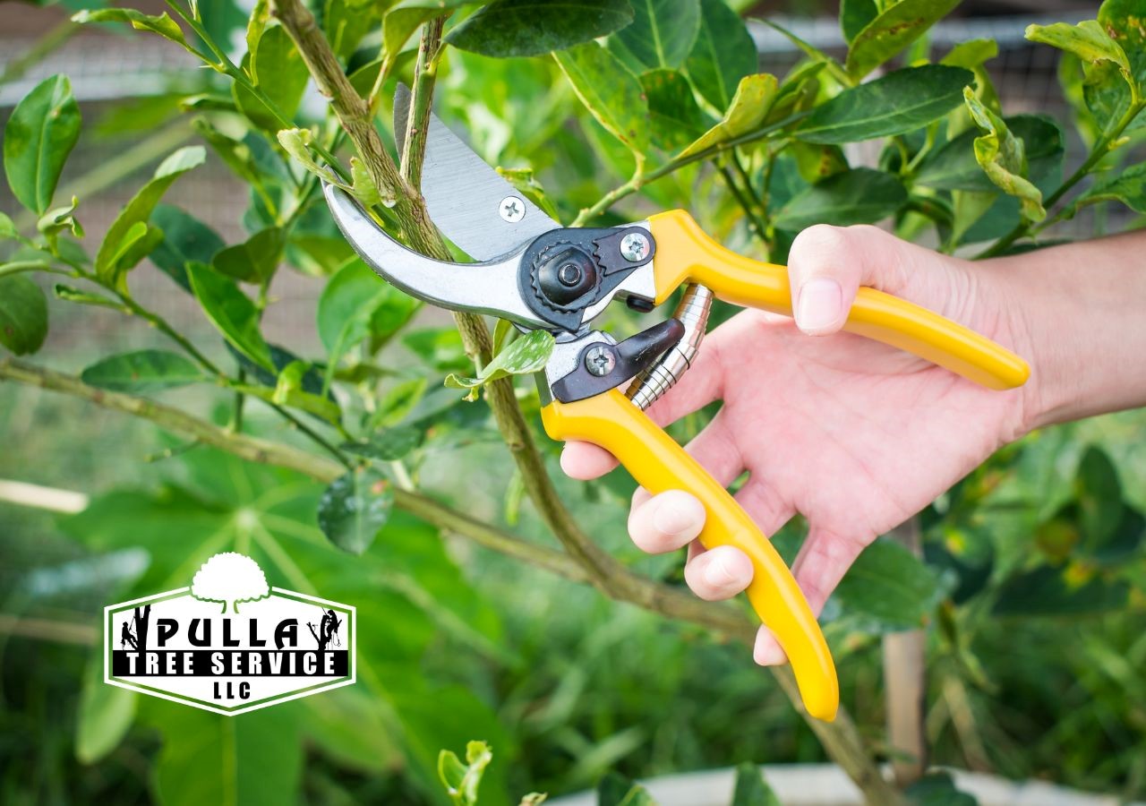  Learn How to Prune Trees for Better Growth
