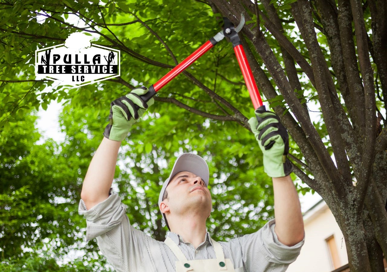 our professional and easy guide to follow to know how to trim your trees