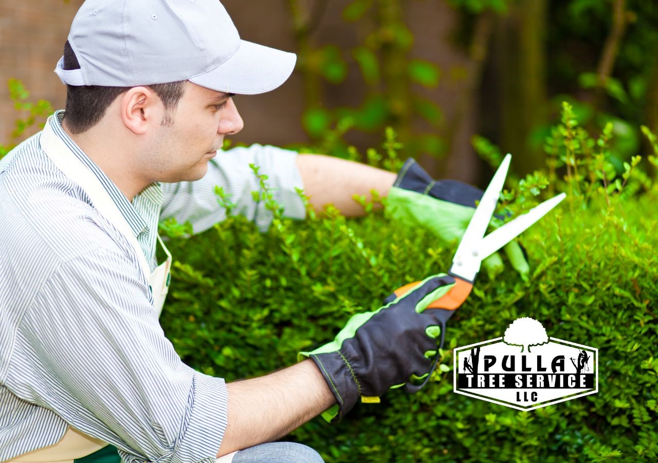 Stop Worrying About Tree Care! Get Professional Help From Pulla Tree Service LLC Today