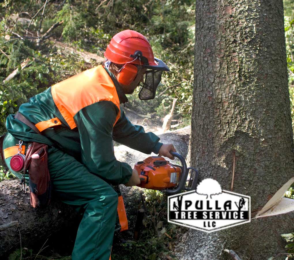 Discover the benefits of working with a professional tree company