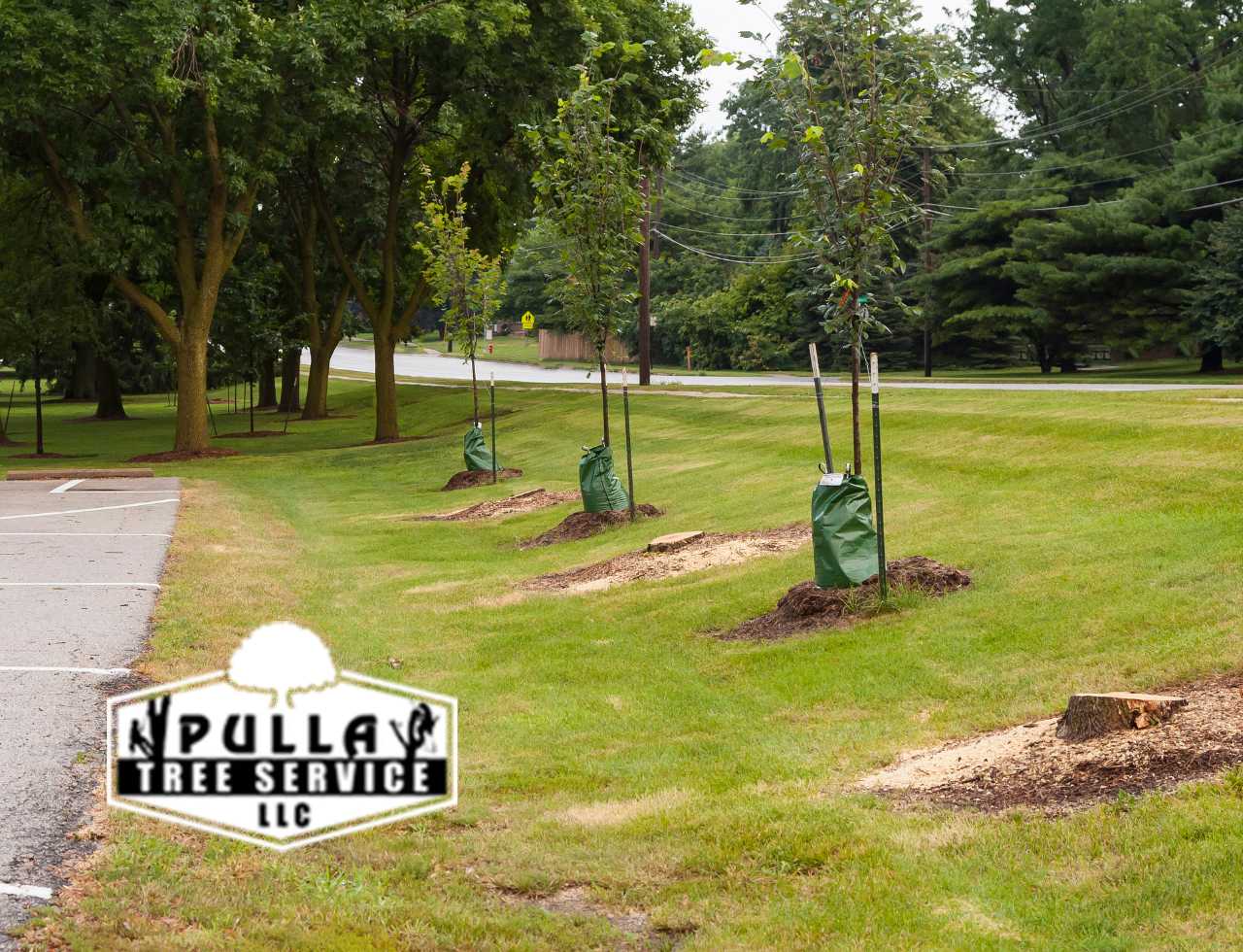 Pulla Tree Services: proving professional tree planting sevices