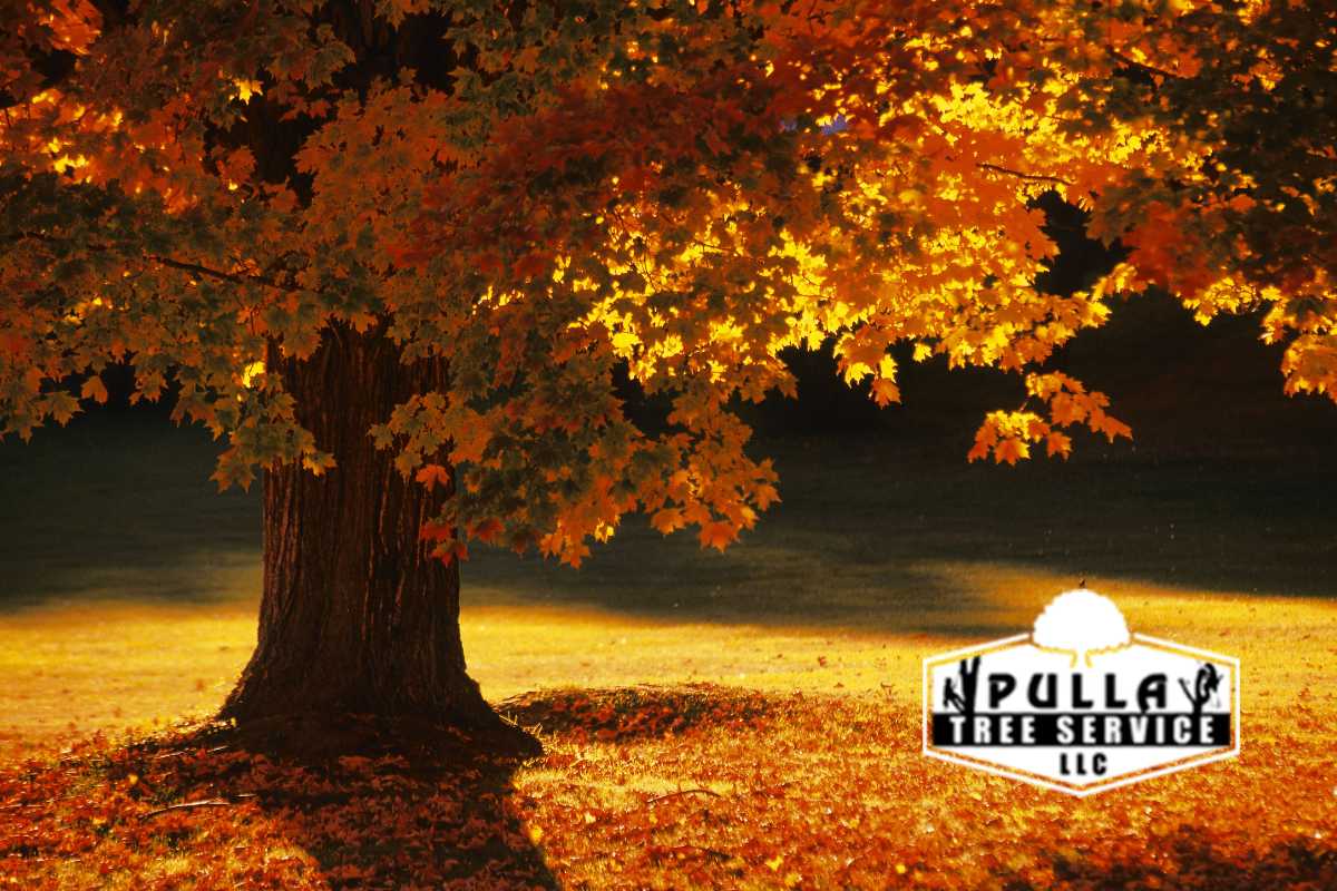 Autumn Tree Care: For this Fall Season