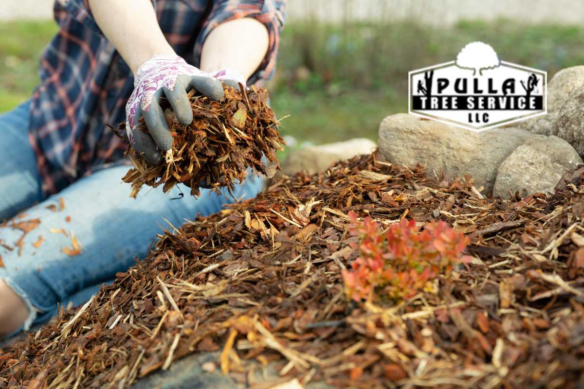 Tips for Autumn Tree Care
