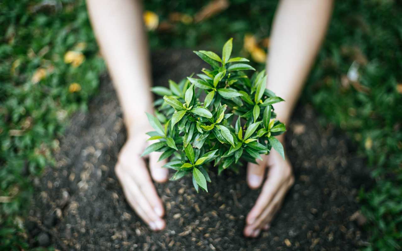 Planting with Precision: When to Plant Trees for Success