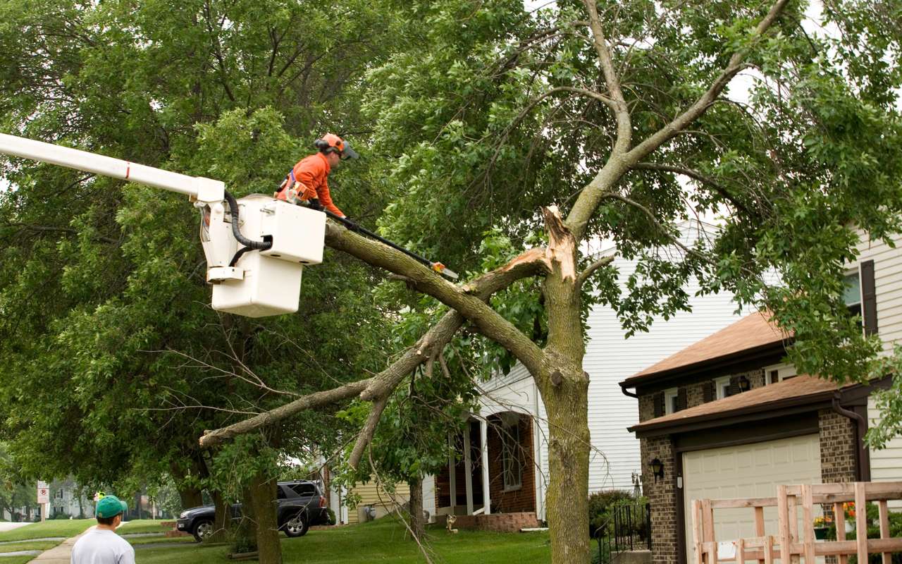 Navigating the Process of Emergency Tree Removal