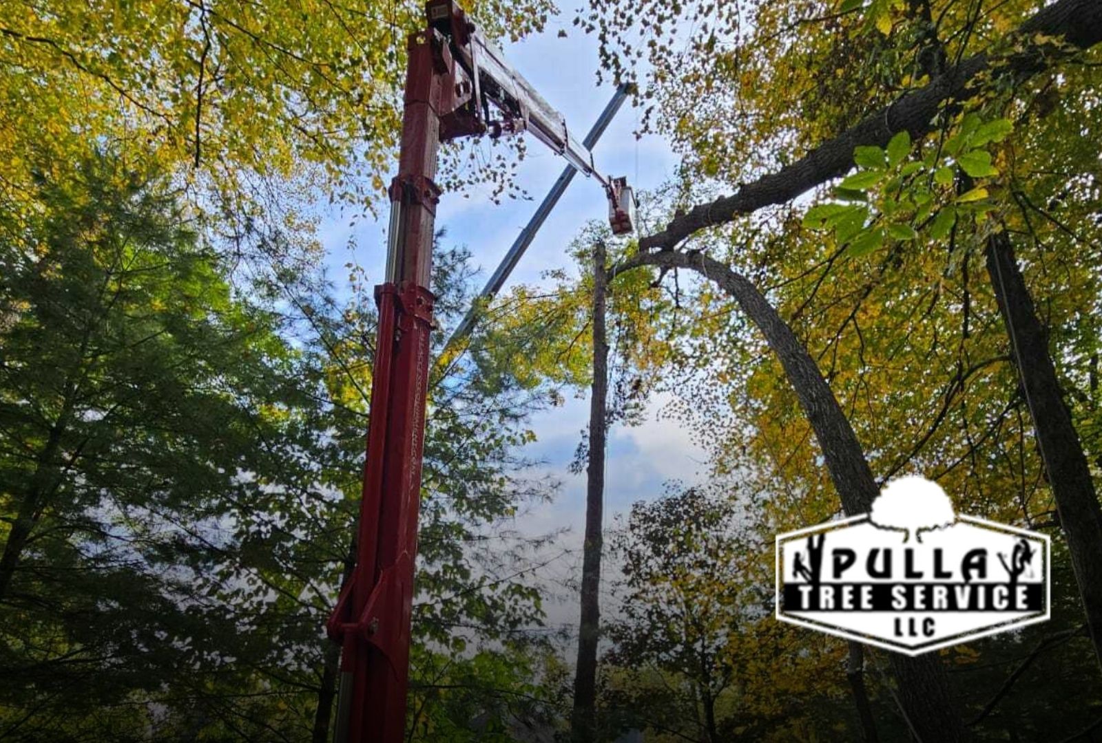 cheapest time for tree removal