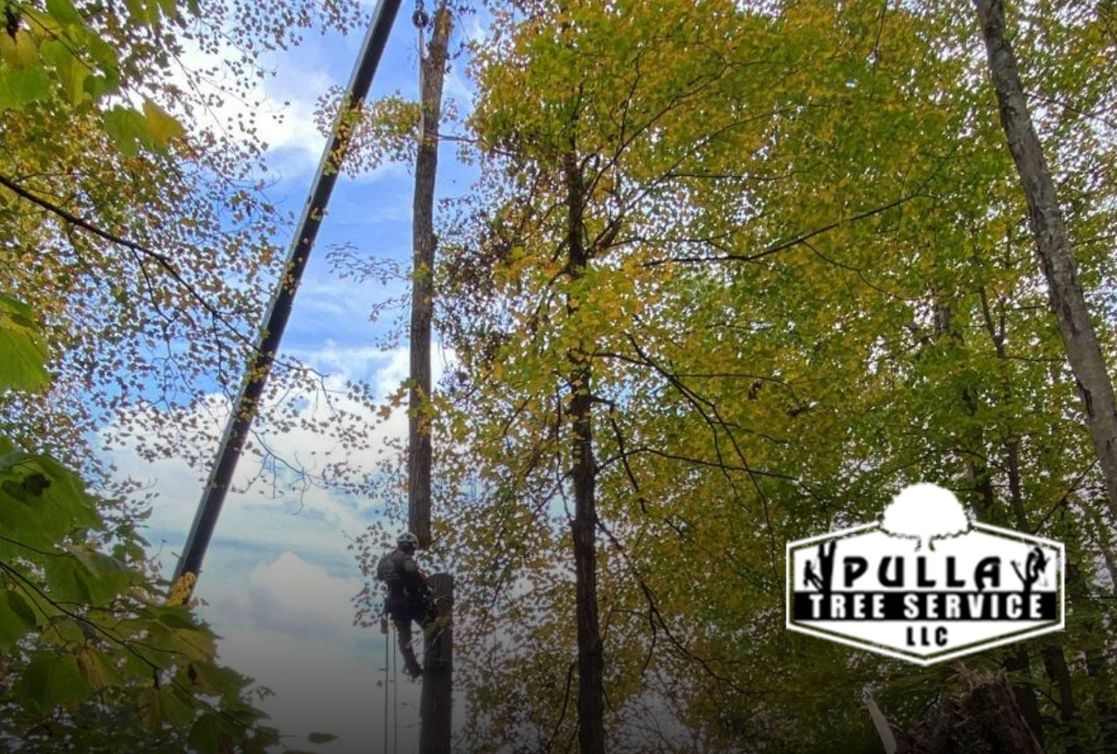 crew tree removal cost