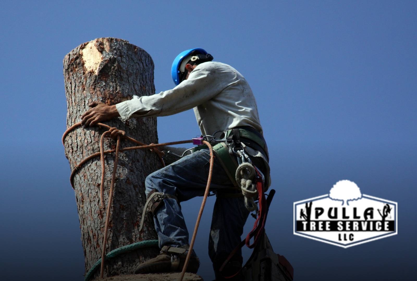 Cleanup and disposal after how to prepare for tree removal