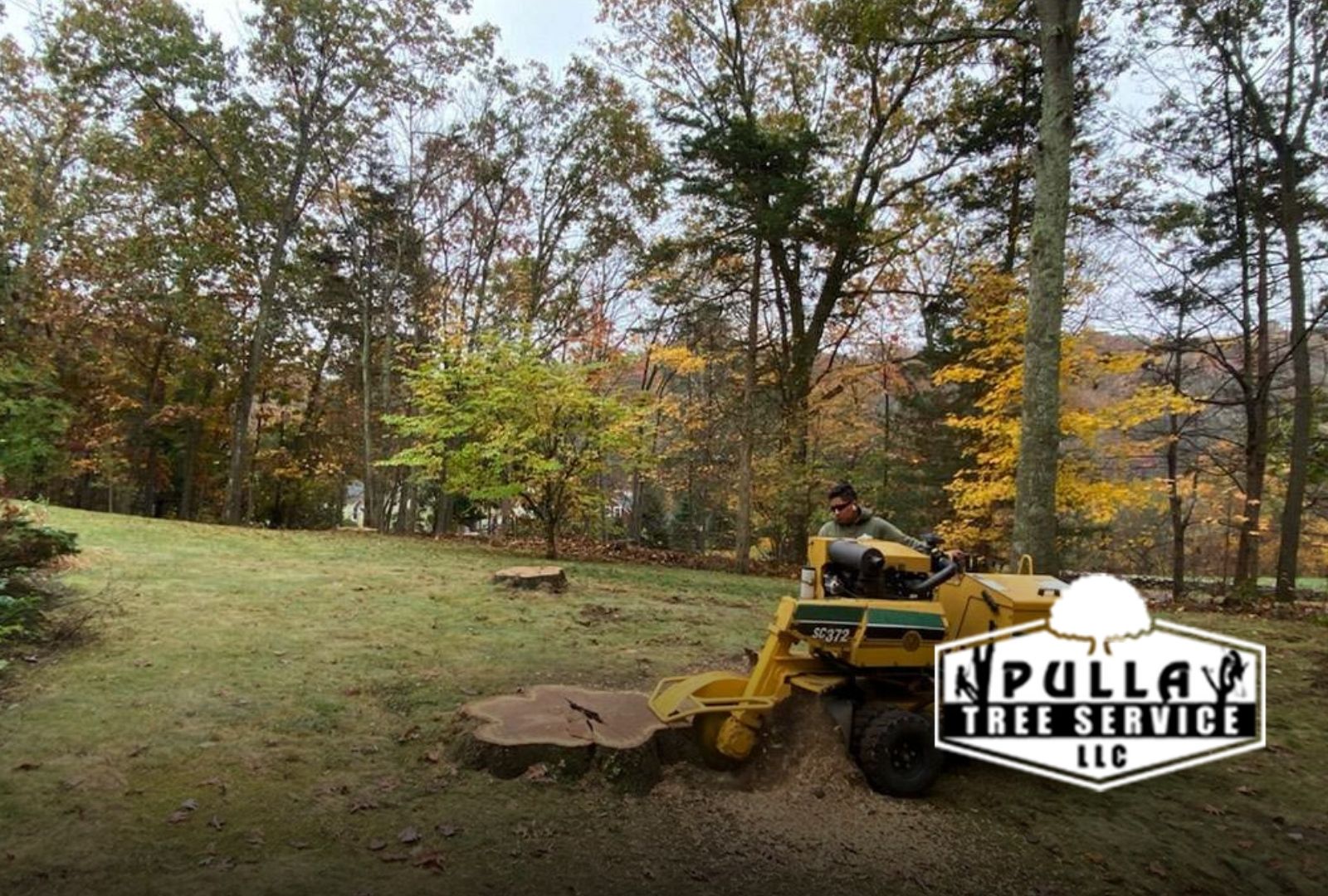 Professional tree stump removal in Westport, CT yard