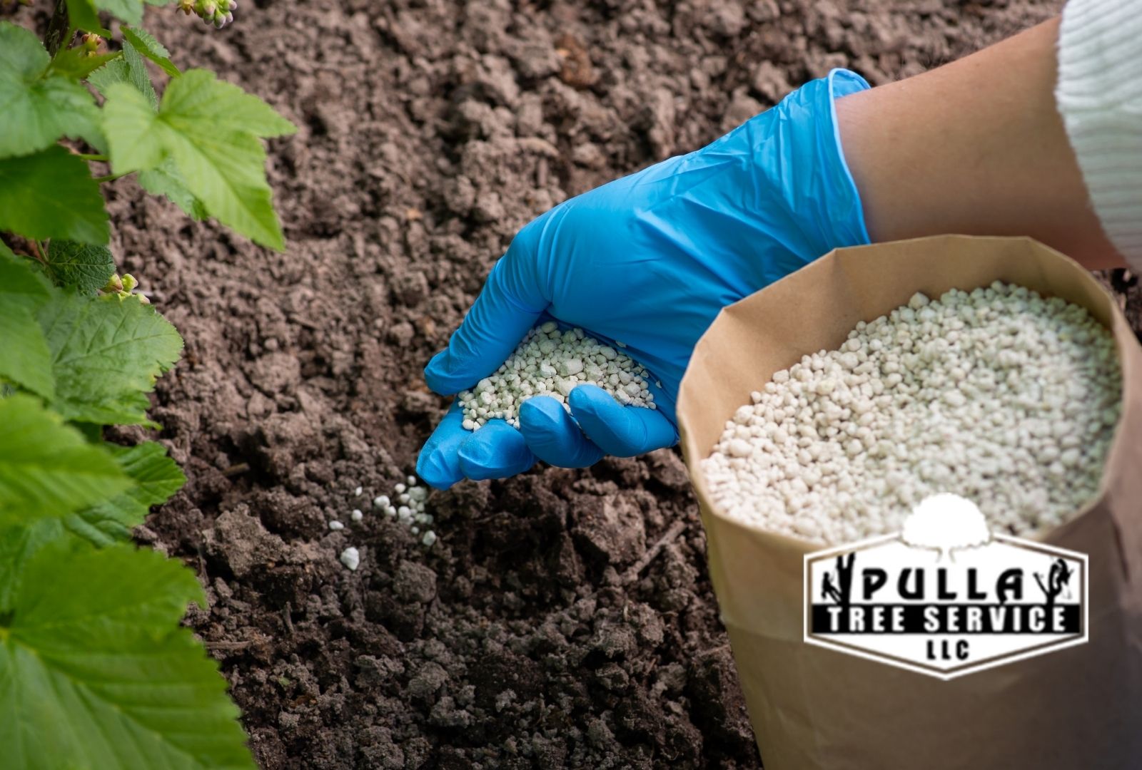 Healthy tree receiving fertilizer during optimal fertilization time