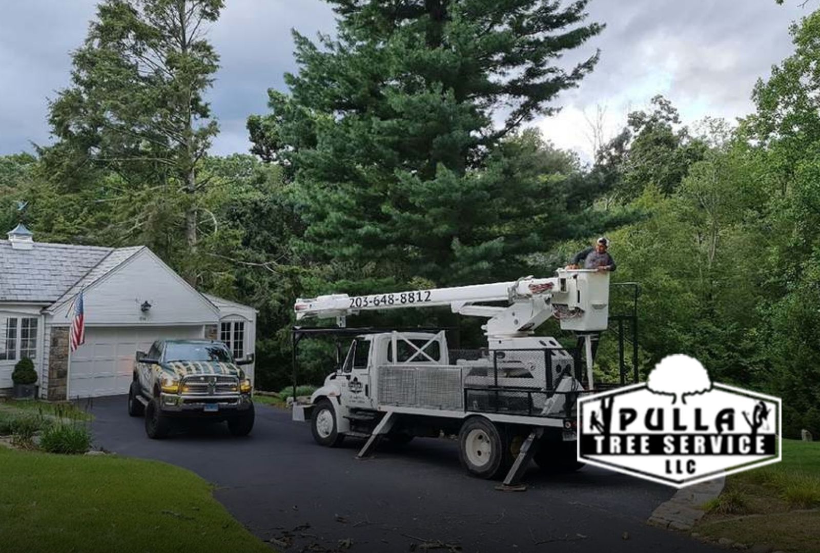 How to prep to remove a tree