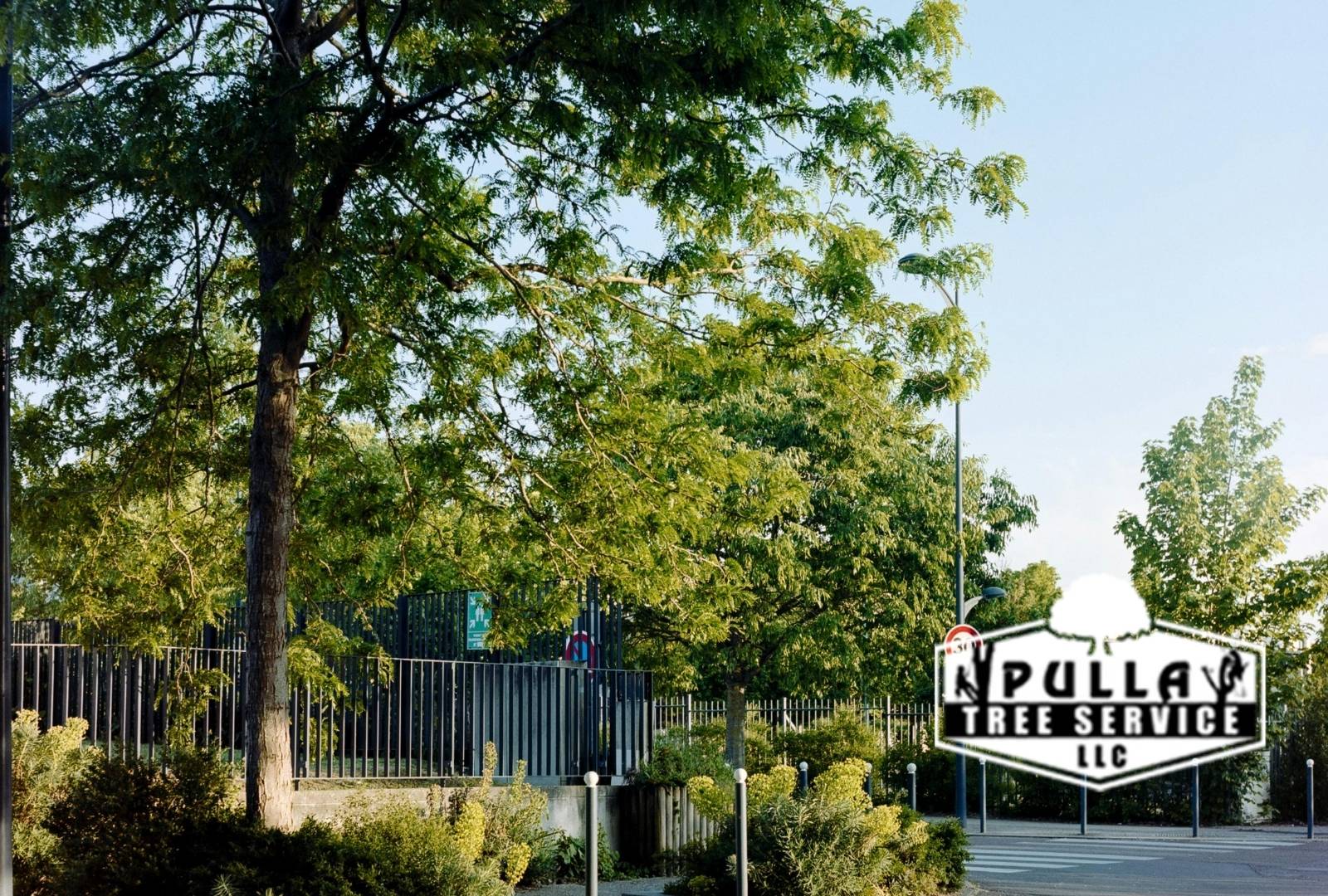 Guide to choosing tree species for urban areas