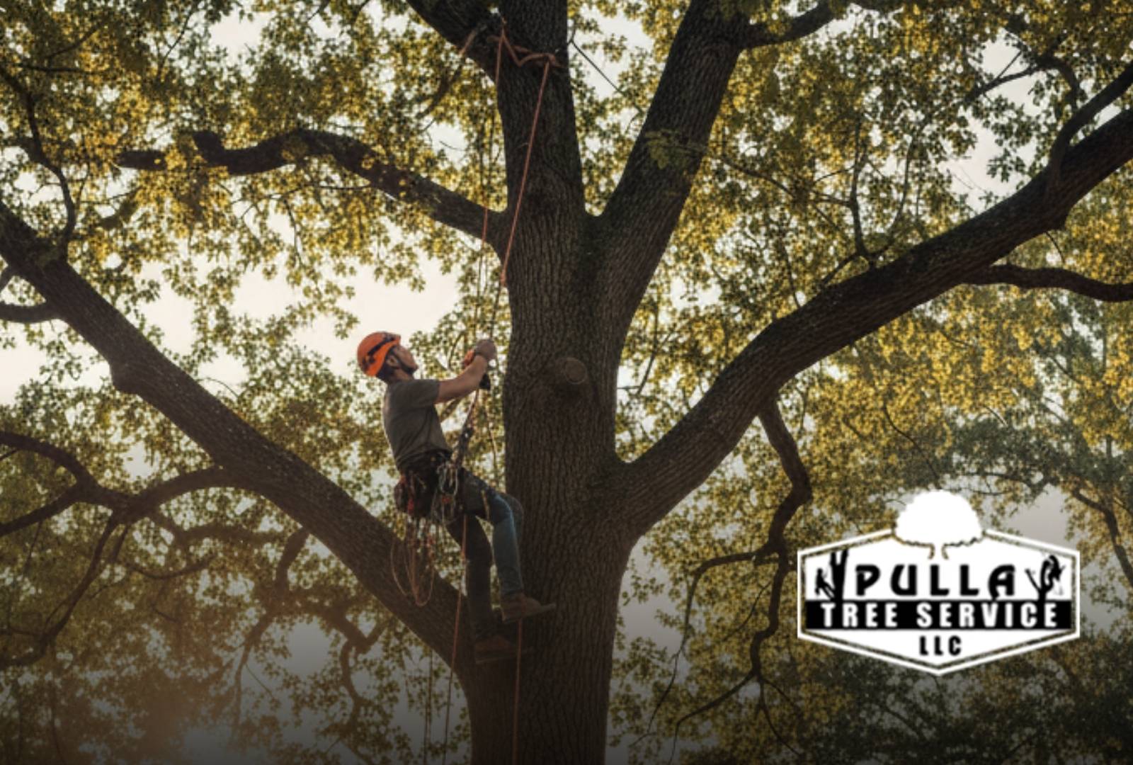 Arborist installing a cable following a tree cabling and bracing guide