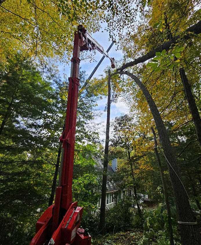 Modern equipment used by professionals for efficient tree removal.